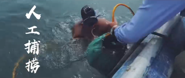 龍潛海參——人工捕撈，手工挑選